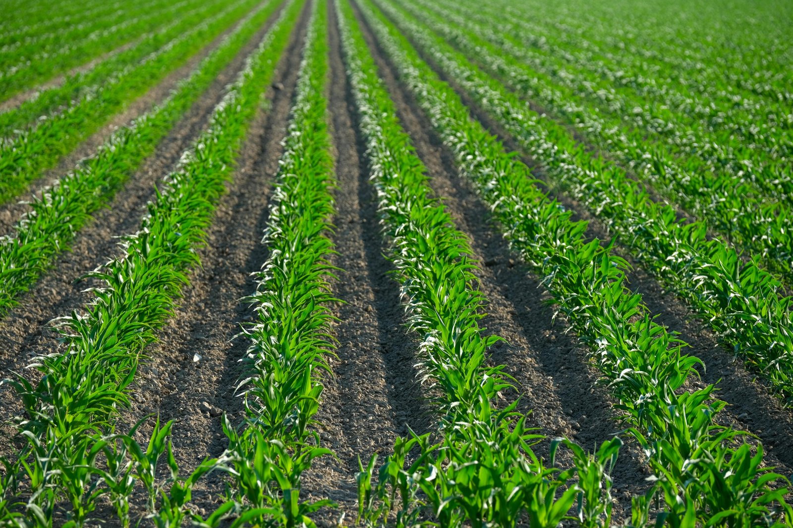 Vibrant green corn plants growing in rows on a sunny day in summer.